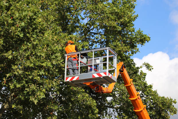 Santa Cruz, CA Tree Removal and Landscaping Services Company